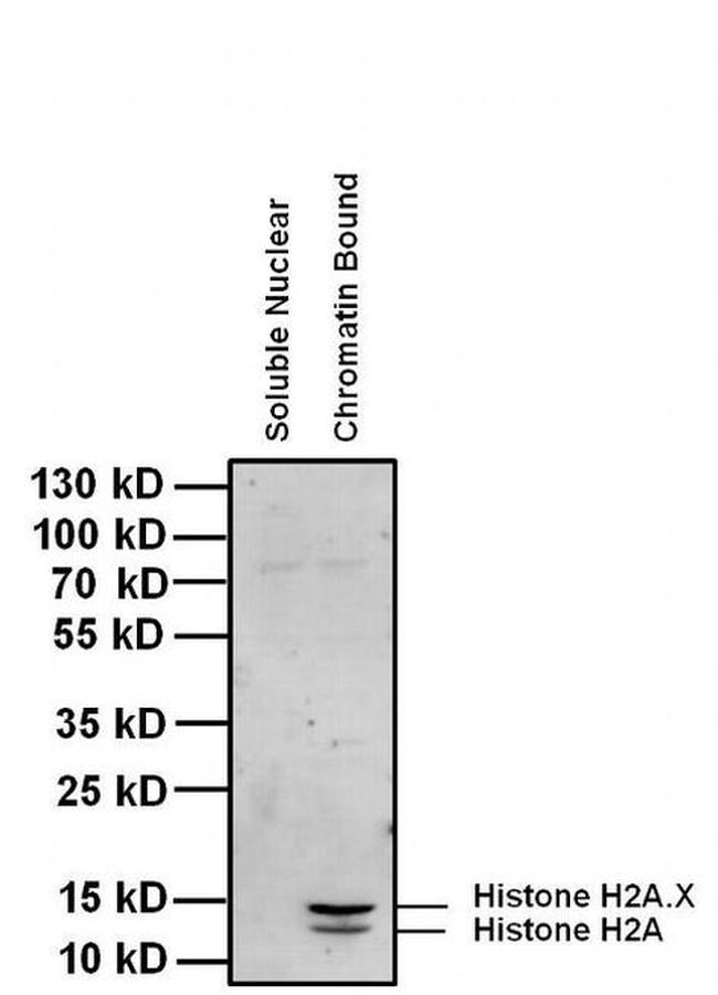 Histone H2A Antibody in Western Blot (WB)