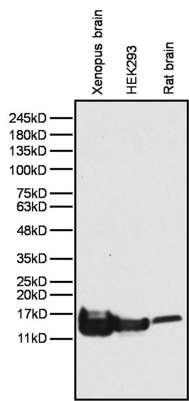 Histone H2B Antibody in Western Blot (WB)