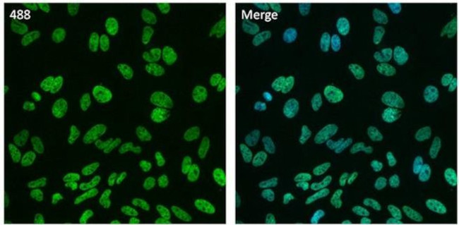 Histone H3 Antibody in Immunocytochemistry (ICC/IF)