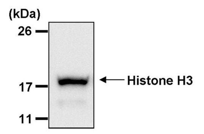 Histone H3 Antibody in Western Blot (WB)