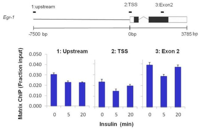 Histone H3 Antibody in ChIP Assay (ChIP)