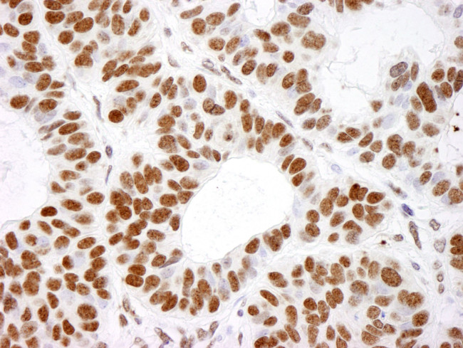 Histone H4 Antibody in Immunohistochemistry (IHC)