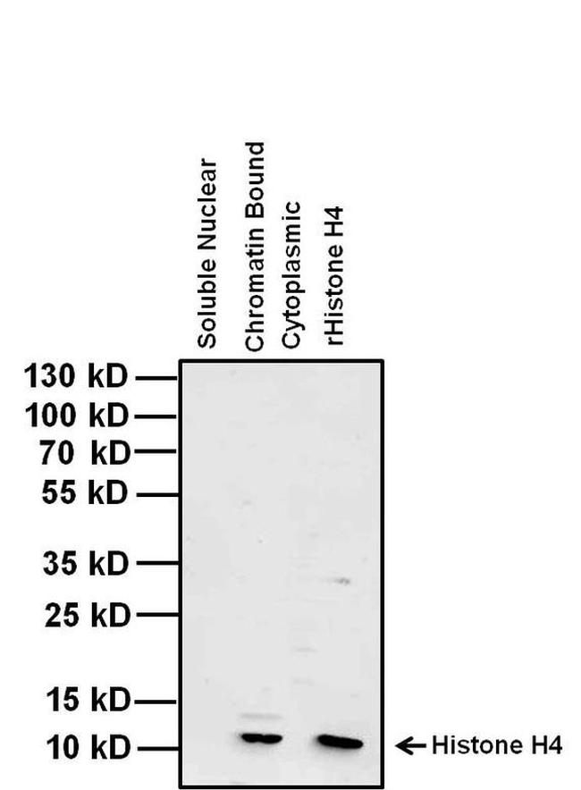 Histone H4 Antibody in Western Blot (WB)