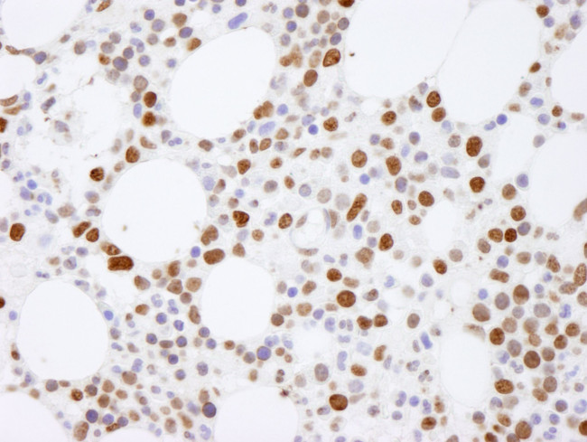 Histone H4 Antibody in Immunohistochemistry (IHC)