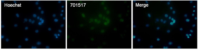 Histone H3 Antibody in Immunocytochemistry (ICC/IF)