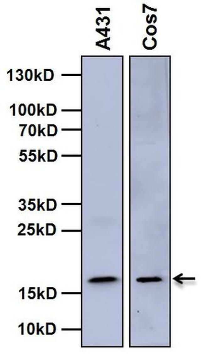 Histone H3 Antibody in Western Blot (WB)