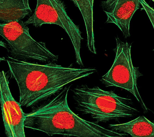 Histone H3 Antibody in Immunocytochemistry (ICC/IF)