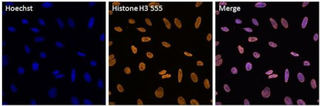 Histone H3 Antibody in Immunocytochemistry (ICC/IF)