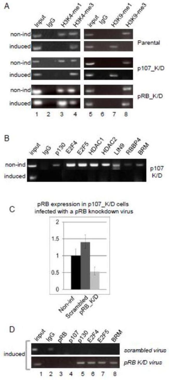 H3K9me3 Antibody in ChIP Assay (ChIP)