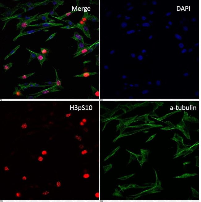 Phospho-Histone H3 (Ser10) Antibody in Immunocytochemistry (ICC/IF)