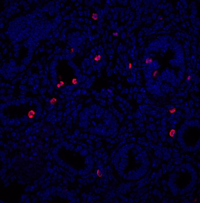 Phospho-Histone H3 (Ser10) Antibody in Immunohistochemistry (Frozen) (IHC (F))