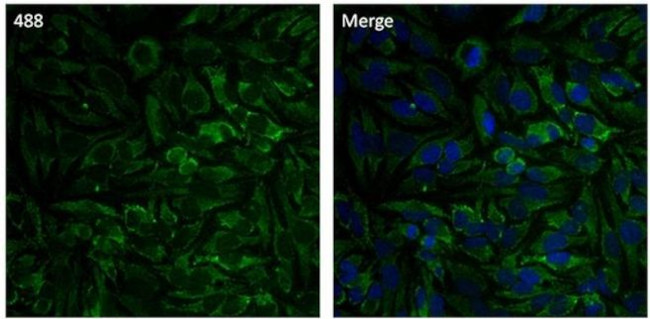 HSP60 Antibody in Immunocytochemistry (ICC/IF)