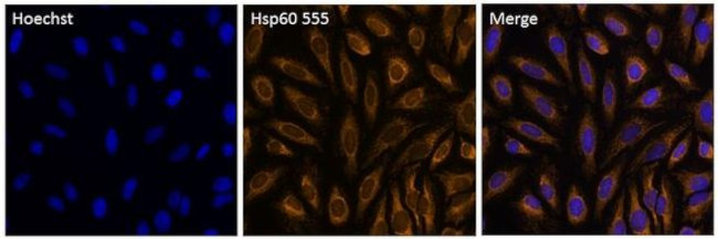 HSP60 Antibody in Immunocytochemistry (ICC/IF)