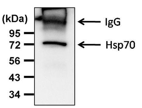 HSP70 Antibody in Immunoprecipitation (IP)