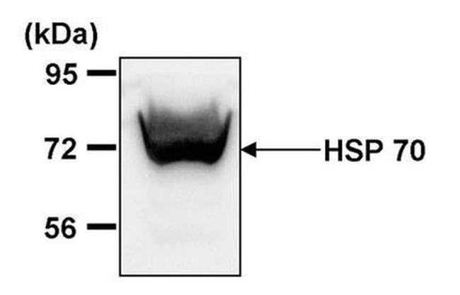 HSP70 Antibody in Western Blot (WB)