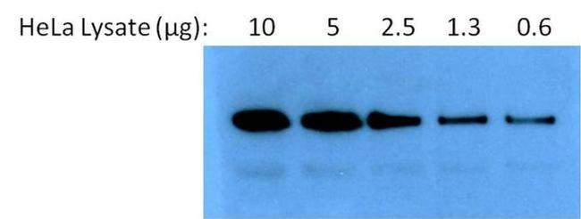 HSP90 alpha Antibody in Western Blot (WB)