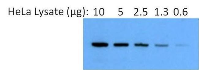 HSP90 alpha Antibody in Western Blot (WB)