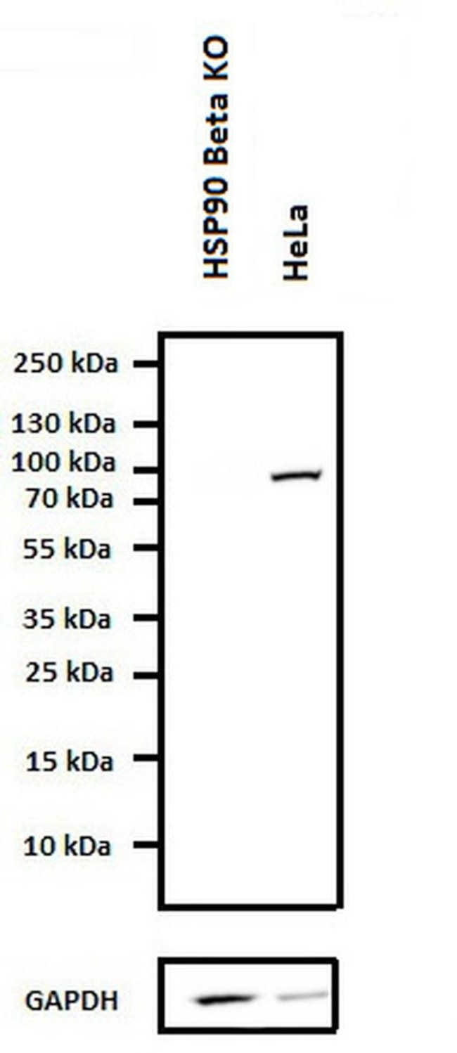 HSP90 beta Antibody