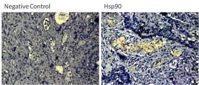 HSP90 alpha Antibody in Immunohistochemistry (Paraffin) (IHC (P))