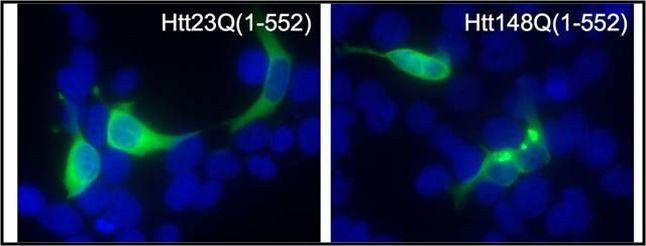 Huntingtin Antibody in Immunocytochemistry (ICC/IF)