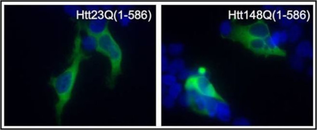 Huntingtin Antibody in Immunocytochemistry (ICC/IF)