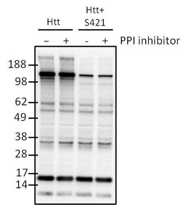 Phospho-Huntingtin (Ser421) Antibody in Western Blot (WB)