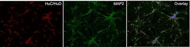 HuC/HuD Antibody in Immunocytochemistry (ICC/IF)