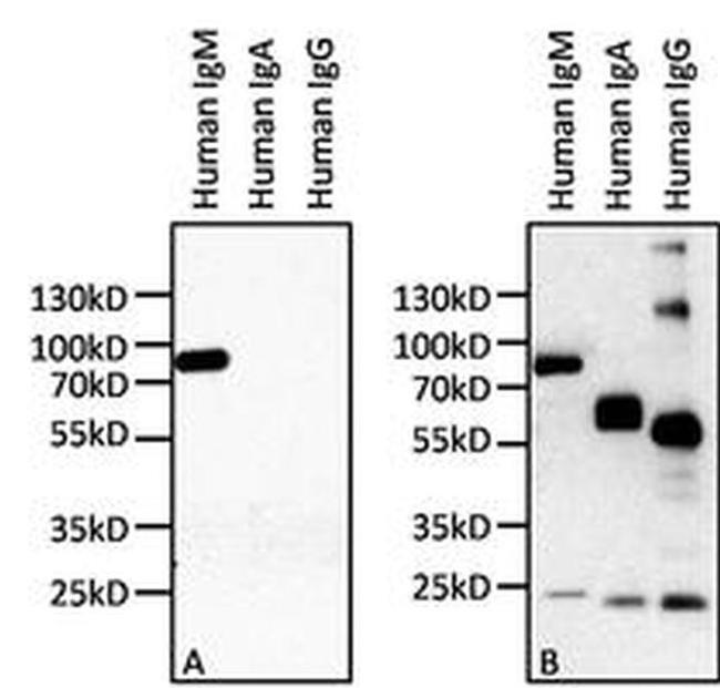 Human IgM Secondary Antibody in Western Blot (WB)