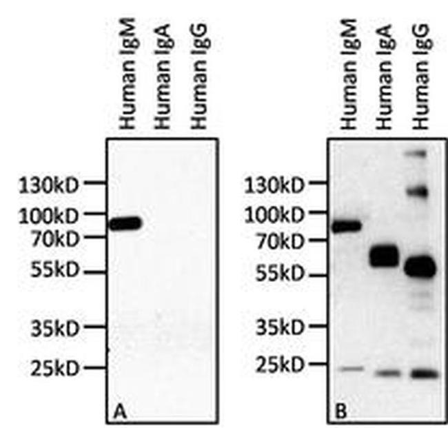 Human IgM Secondary Antibody in Western Blot (WB)