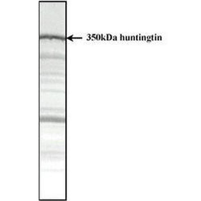 Huntingtin Antibody in Western Blot (WB)