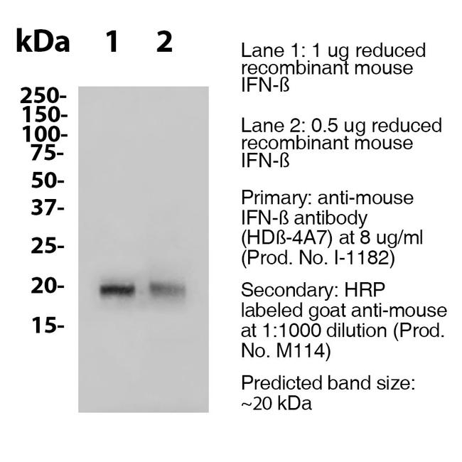 IFN beta Antibody in Western Blot (WB)