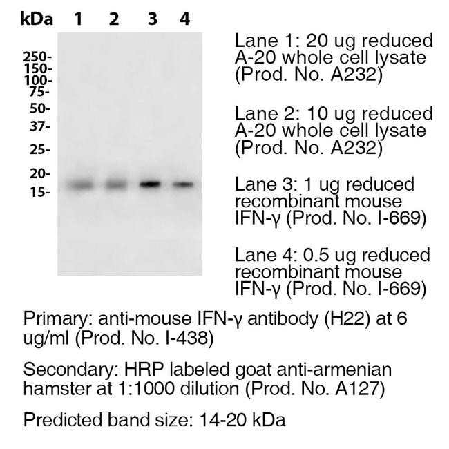 IFN gamma Antibody in Western Blot (WB)