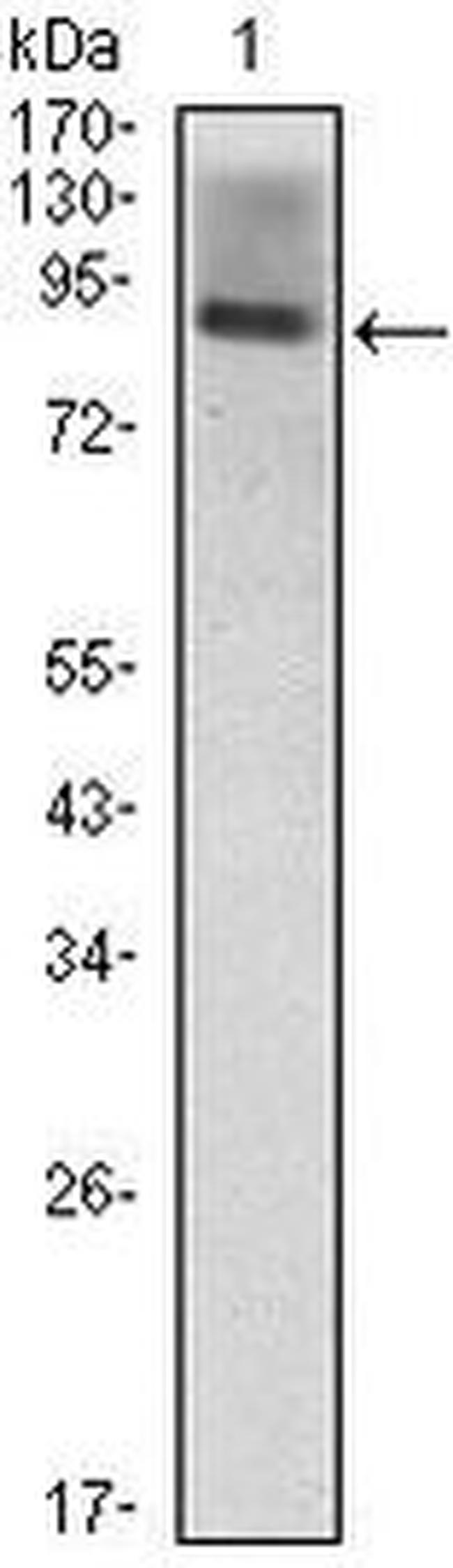 ICAM-1 Antibody in Western Blot (WB)