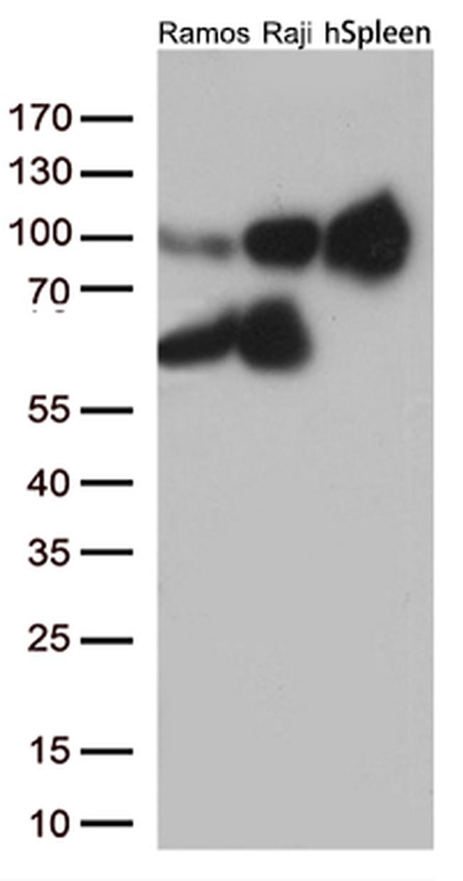 ICAM1 Antibody in Western Blot (WB)