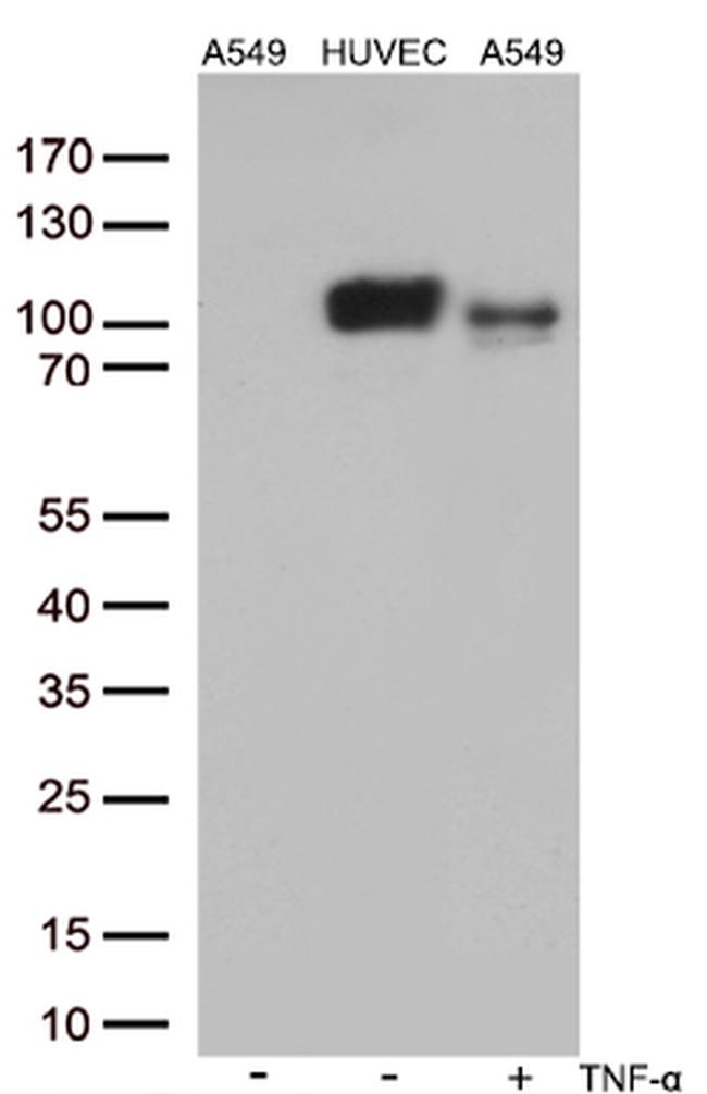 ICAM1 Antibody in Western Blot (WB)