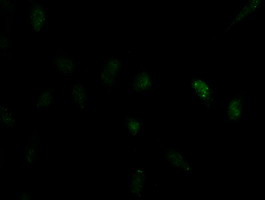 ID2 Antibody in Immunocytochemistry (ICC/IF)