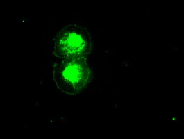 ID2 Antibody in Immunocytochemistry (ICC/IF)