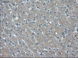 ID2 Antibody in Immunohistochemistry (Paraffin) (IHC (P))