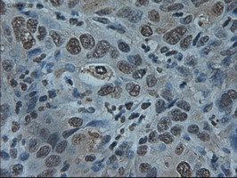 ID2 Antibody in Immunohistochemistry (Paraffin) (IHC (P))