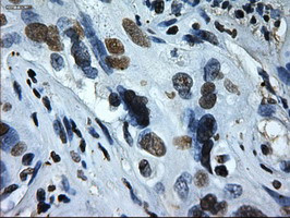 ID2 Antibody in Immunohistochemistry (Paraffin) (IHC (P))