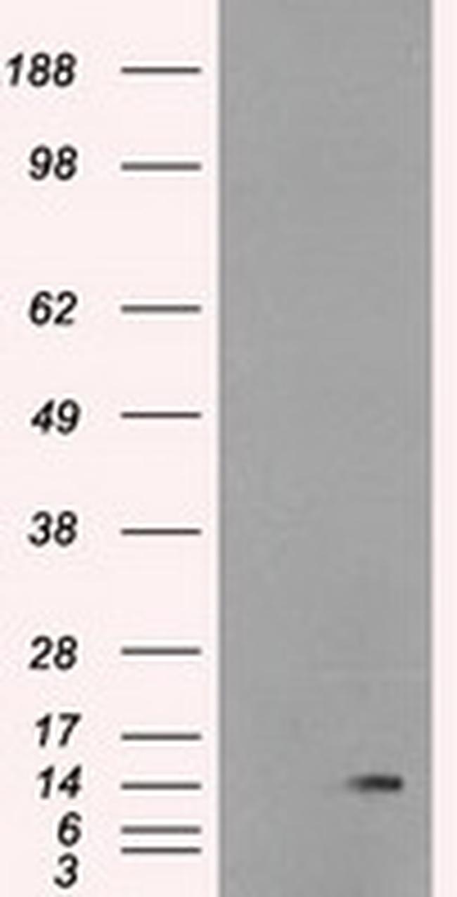 ID2 Antibody in Western Blot (WB)