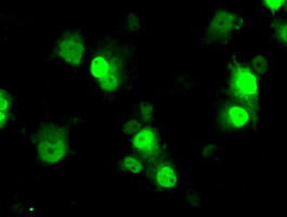 ID3 Antibody in Immunocytochemistry (ICC/IF)