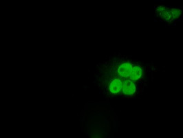 ID3 Antibody in Immunocytochemistry (ICC/IF)