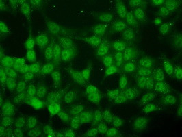 ID3 Antibody in Immunocytochemistry (ICC/IF)