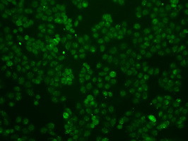 ID3 Antibody in Immunocytochemistry (ICC/IF)