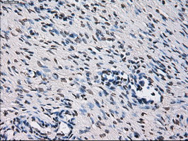 ID3 Antibody in Immunohistochemistry (Paraffin) (IHC (P))