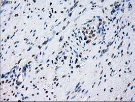 ID3 Antibody in Immunohistochemistry (Paraffin) (IHC (P))