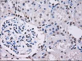 ID3 Antibody in Immunohistochemistry (Paraffin) (IHC (P))