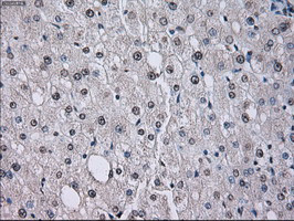 ID3 Antibody in Immunohistochemistry (Paraffin) (IHC (P))