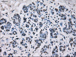 ID3 Antibody in Immunohistochemistry (Paraffin) (IHC (P))